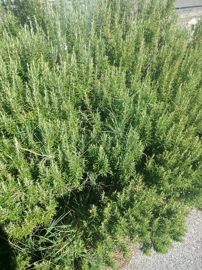 Rosemary Bush Vegetable Plant Stock Photo Image of bush, rosemary