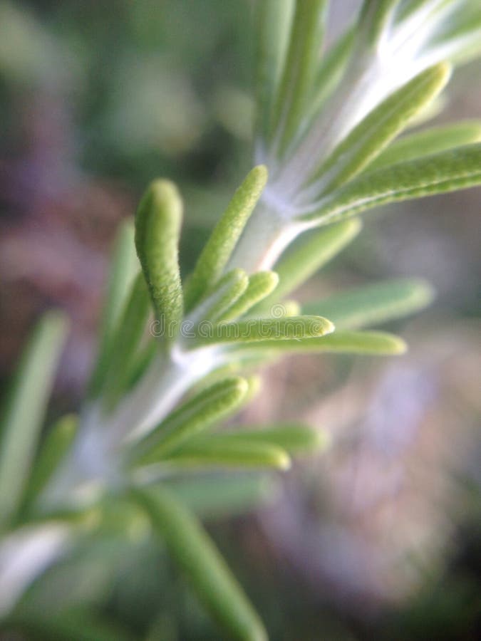 Rosemary closeup side view stock image. Image of rosemary 74111615