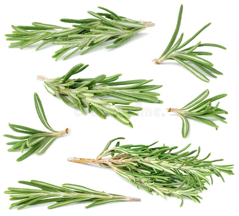 Isolated rosemary collection