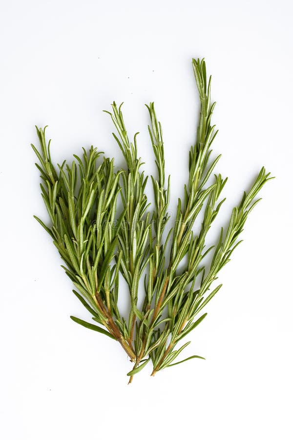 Rosemary En El Fondo Blanco Imagen de archivo Imagen de comestible