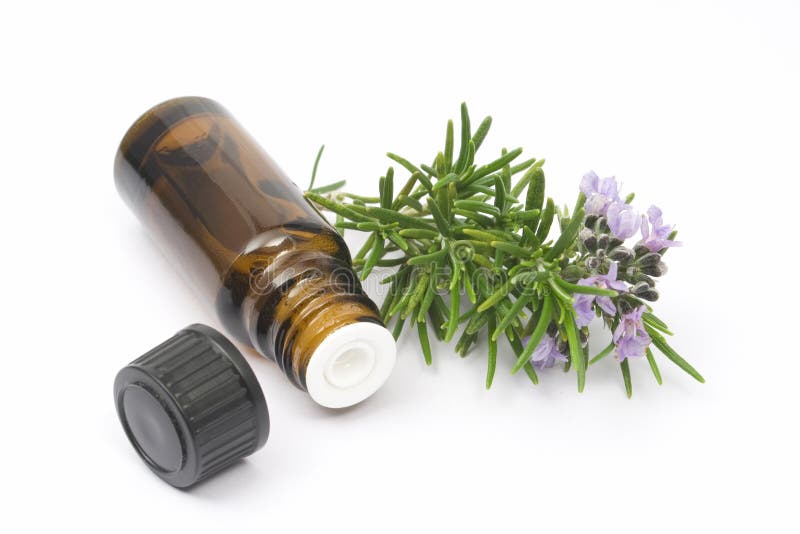 Rosemary Herb & Oil Bottle Stock Image Image of shrub, recipies 136775