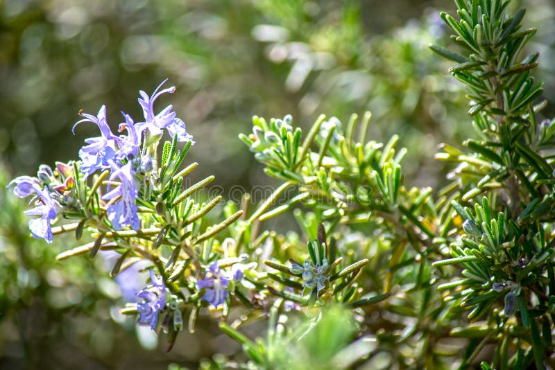 Rosemary Flower on a Green Background Stock Photo Image of green, health 114565780