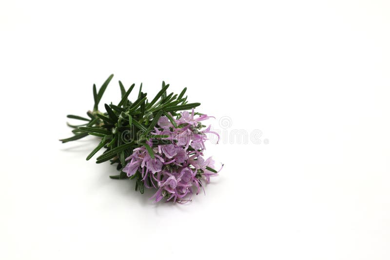 Rosemary with Flower Isolated on a White Background Stock Image Image