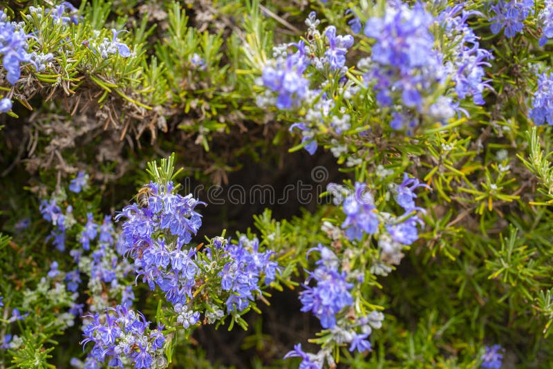 Rosemary Flowering Herb, Rosemary Officinalis Stock Image Image of