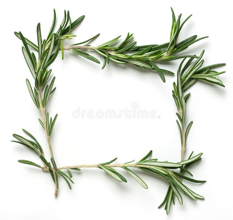 Rosemary frame stock photo. Image of plant, fresh, cooking 18517370