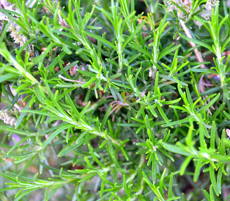 Rosemary Growing in the Garden. Rosmarinus Officinalis Herb for