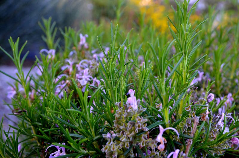 Rosemary. stock photo. Image of food, healthy, growing 53568794