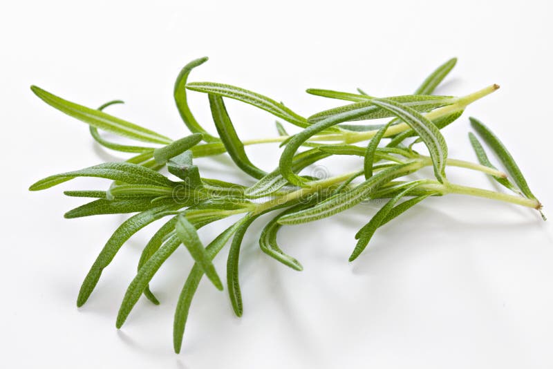 Rosemary herb. Beautiful green fresh Rosemary herb plant ready for use in cooking stock photos