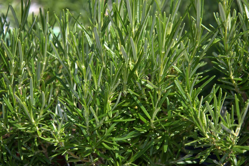 Rosemary herb