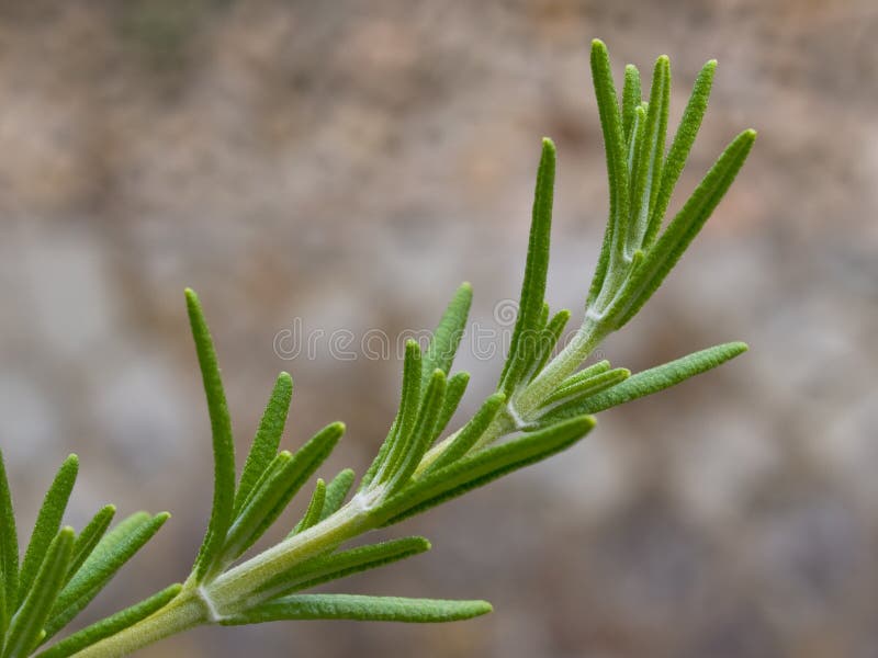 Rosemary herb stock image. Image of seasoning, leaves 3005803