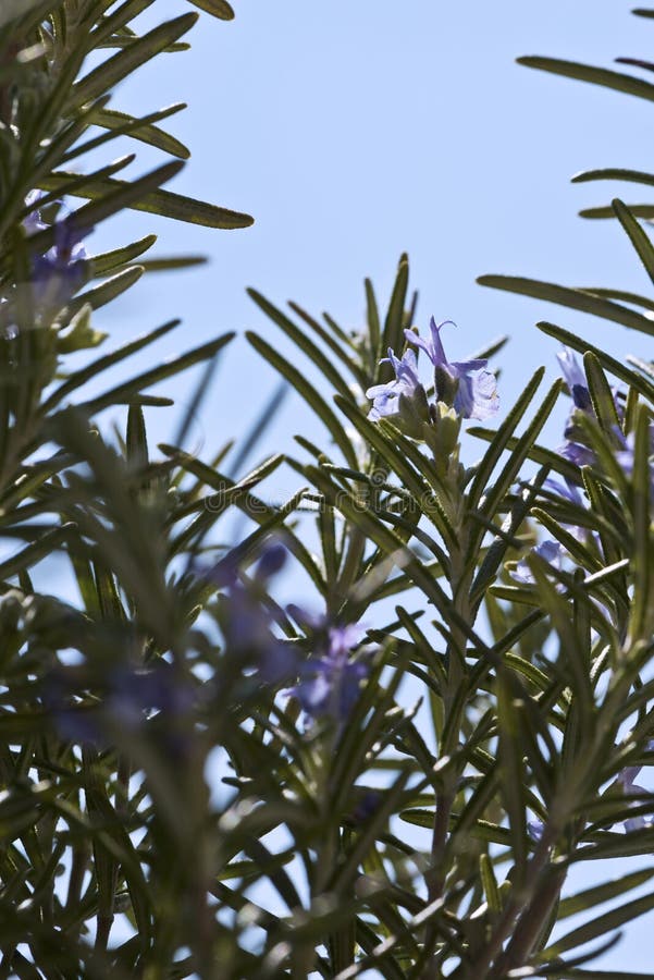 Rosemary bloom closeup stock image. Image of aromatherapy 178451857