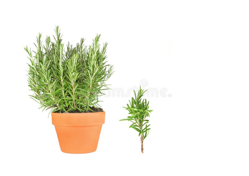 Rosemary Herb and Leaf Sprig