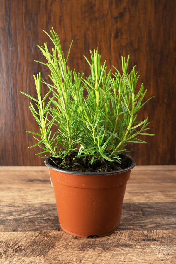 Rosemary herb. stock image. Image of flavor, home, aromatic 186948353