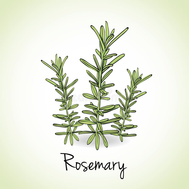 Rosemary Herbs y especias stock de ilustración. Ilustración de salud