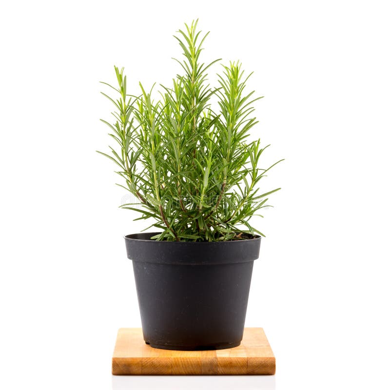 Rosemary Inside a Black Pot Stock Photo Image of officinalis, herbal 67386828