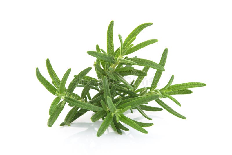 Rosemary Isolated on White Background Stock Photo Image of leaf, diet