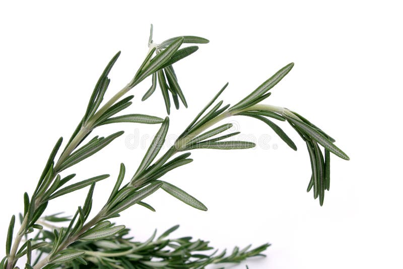 Rosemary Leaves Picture. Image 13574888