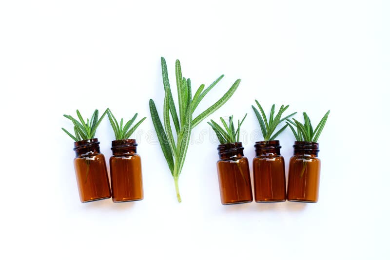 Rosemary Leaves with Essential Oil Bottles on White Stock Image Image of beautiful, flora
