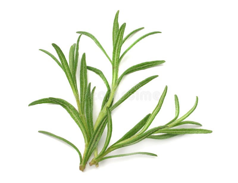 Rosemary Leaves Isolated on White Background. Top View Stock Photo Image of cuisine