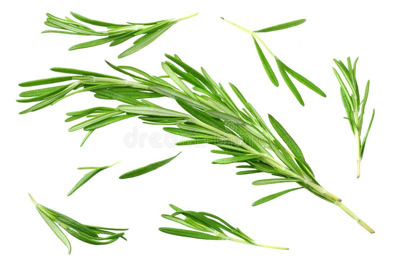 Rosemary Leaves Isolated on White Background. Top View Stock Photo Image of herb, leaf 153254390