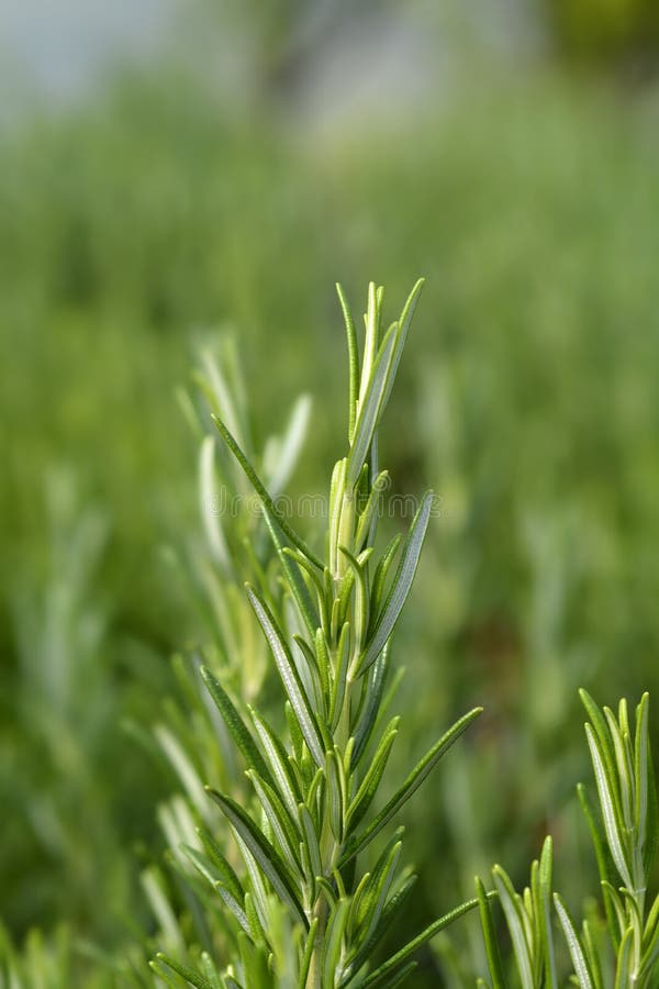 Rosemary leaves stock image. Image of culinary, plant 201453681