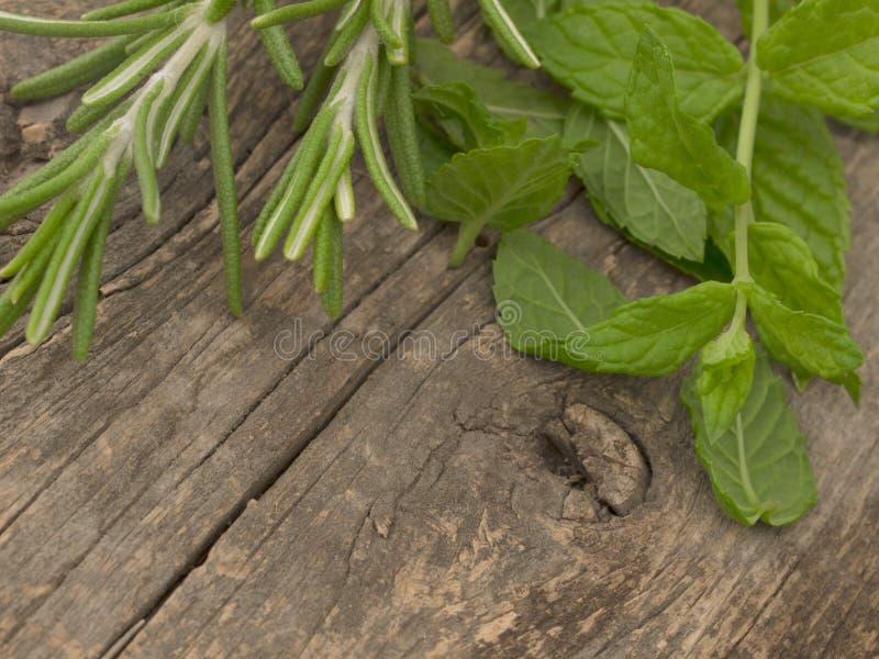 Rosemary and mint stock photo. Image of wood, mint, wooden 26573014