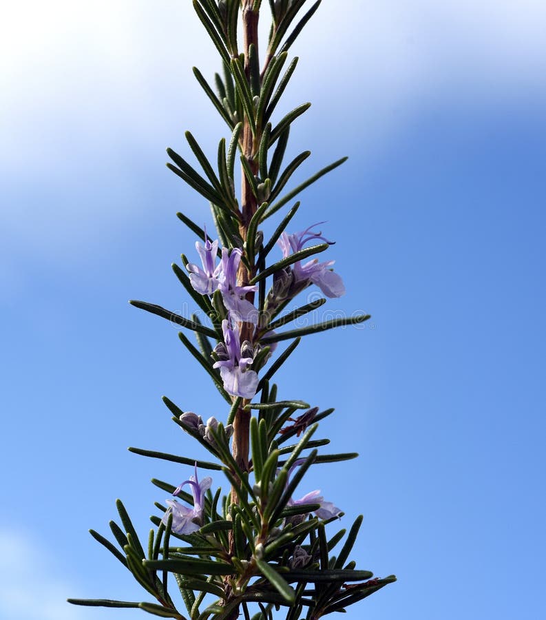 Rosemary officinalis stock photo. Image of shrub, plant 263723454