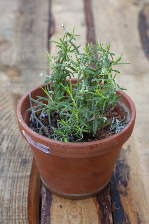 165 Pot Rosemary Terracotta Stock Photos Free & RoyaltyFree Stock