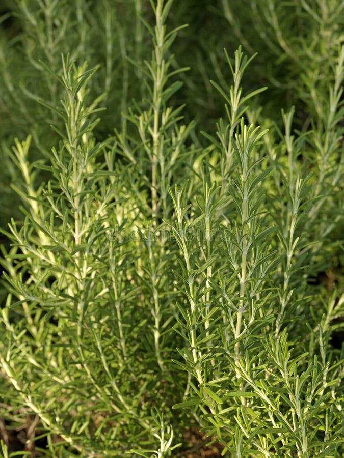 Rosemary plant stock photo. Image of color, outdoors 23706056