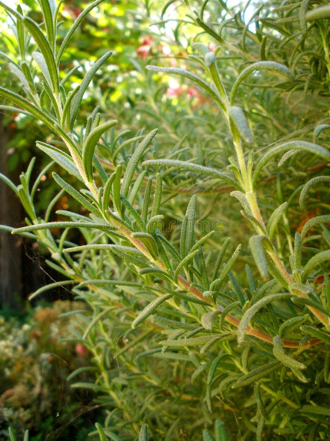 Rosemary Plant stock photo. Image of plant, cook, green 26709156