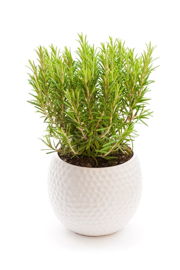 rosemary plant in the flower pot isolated on white background stock photography rosemary plant in the flower pot isolated on white background stock photography