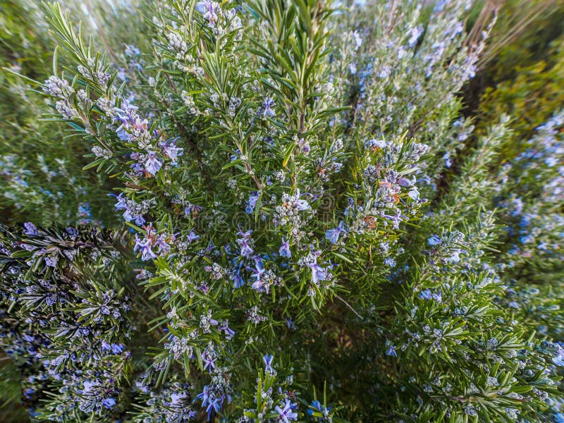 Rosemary plant Rosmarinus officinalis blossoming with fragrant