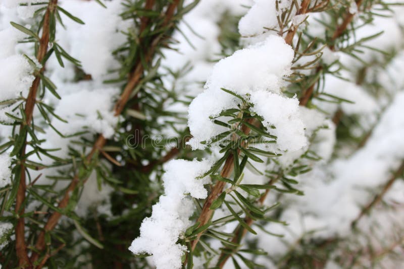 Rosemary stock photo. Image of season, green, snow, weather 49650536