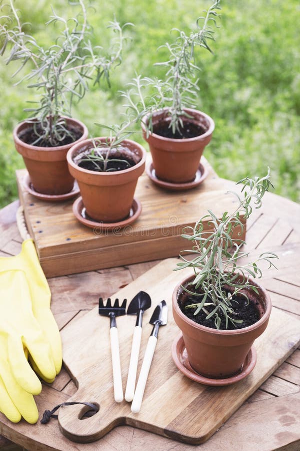 Rosemary in pots stock image. Image of ingredient, herbal 251284417