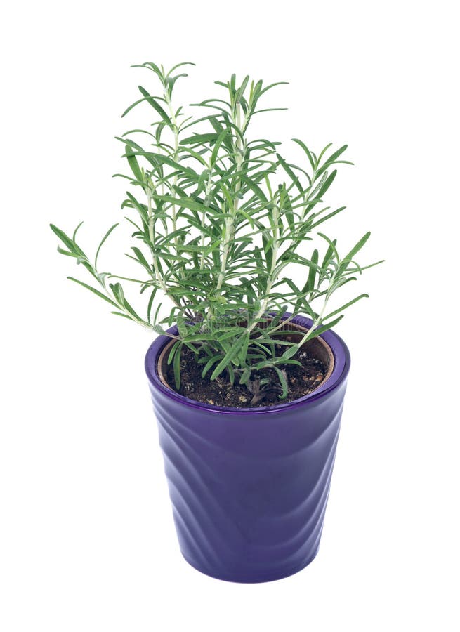 Rosemary in purple pot stock photo. Image of herb, healthy 76809866