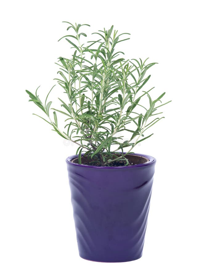 Rosemary in purple pot stock photo. Image of herb, healthy 76809866