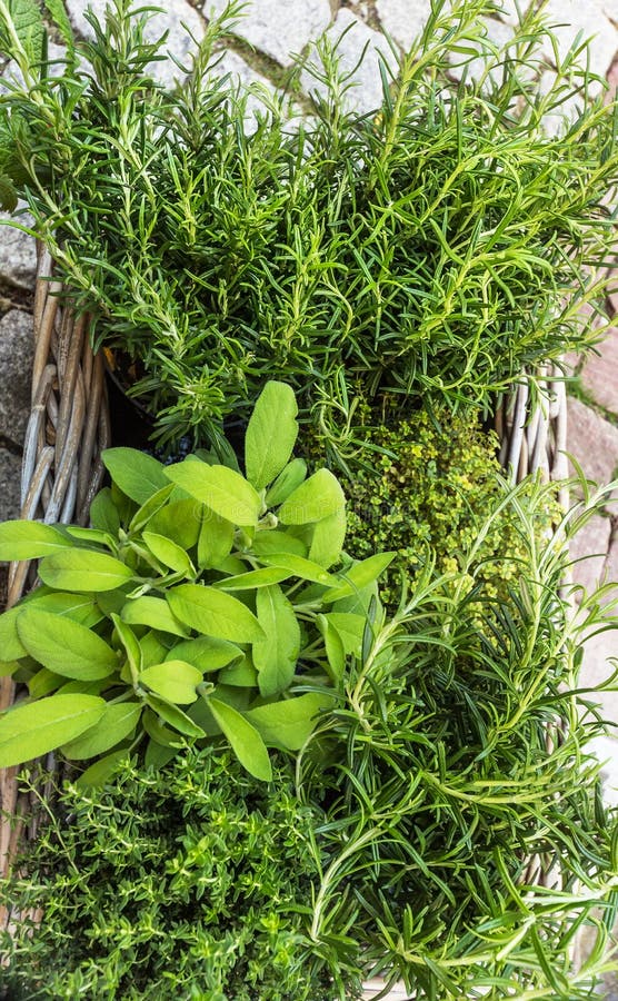Rosemary in a garden stock image. Image of green, spices 33303693