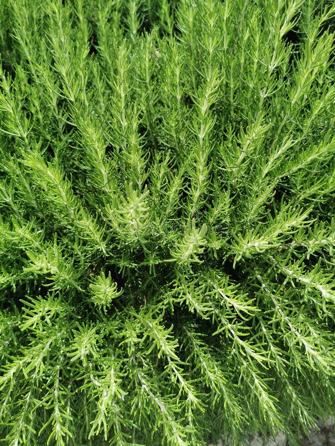 Rosemary Shrub Evergreen, Close Up. Rosmarinus Stock Image Image of