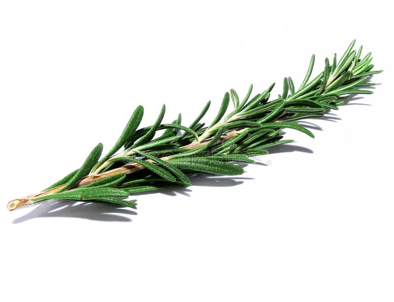 Rosemary sprig stock image. Image of background, ingredient 12013243