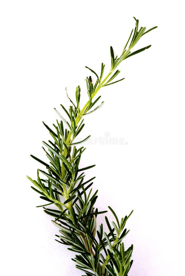 Rosemary sprig stock image. Image of rosemary, culinary 9771613