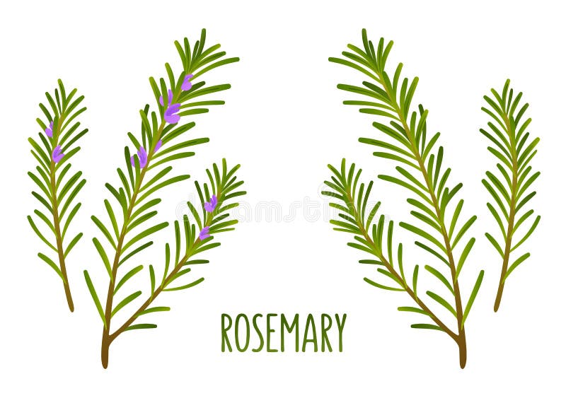 Rosemary Stock Illustrations – 56,398 Rosemary Stock Illustrations