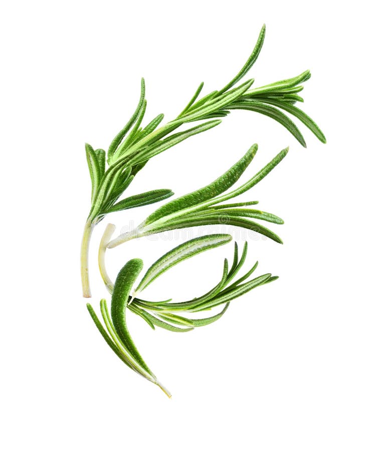 Rosemary Stems and leaves stock photo. Image of stem 91128860