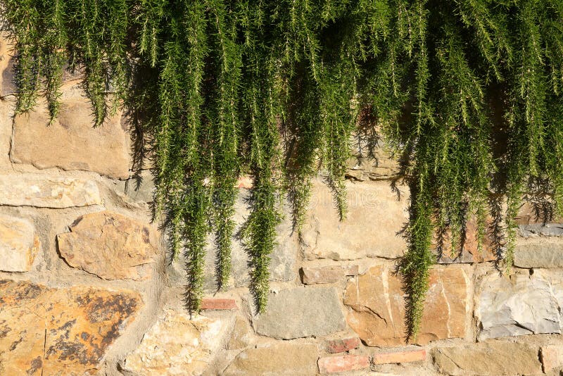 Rosemary on a stone wall stock image. Image of flowering 98211873
