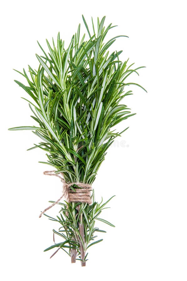 Rosemary twijgen bonden bundel vast op witte achtergrond wordt geïsoleerd die stock afbeelding Rosemary twijgen bonden bundel vast op witte achtergrond wordt geïsoleerd die stock afbeelding