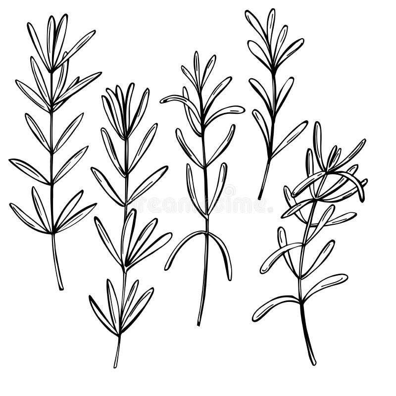 Thyme Sprig Sketch Stock Illustrations 89 Thyme Sprig Sketch Stock