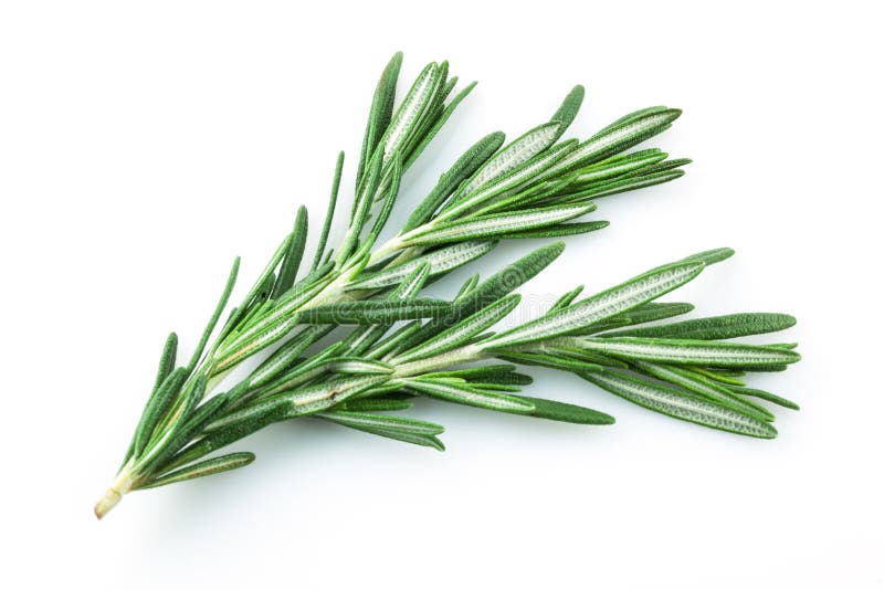 Rosemary on white