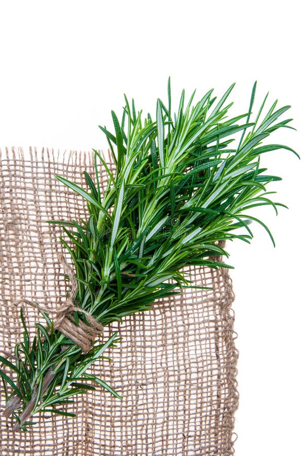 Rosemary-Zweige gebunden im Bündel lokalisiert auf weißem Hintergrund lizenzfreies stockbild Rosemary-Zweige gebunden im Bündel lokalisiert auf weißem Hintergrund lizenzfreies stockbild