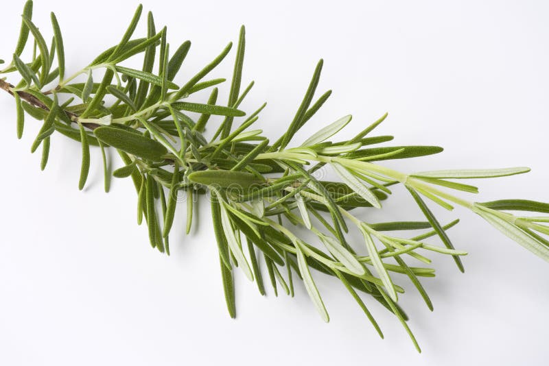 Branch Of Fresh Rosemary On White Background. Branch Of Fresh Rosemary On White Background