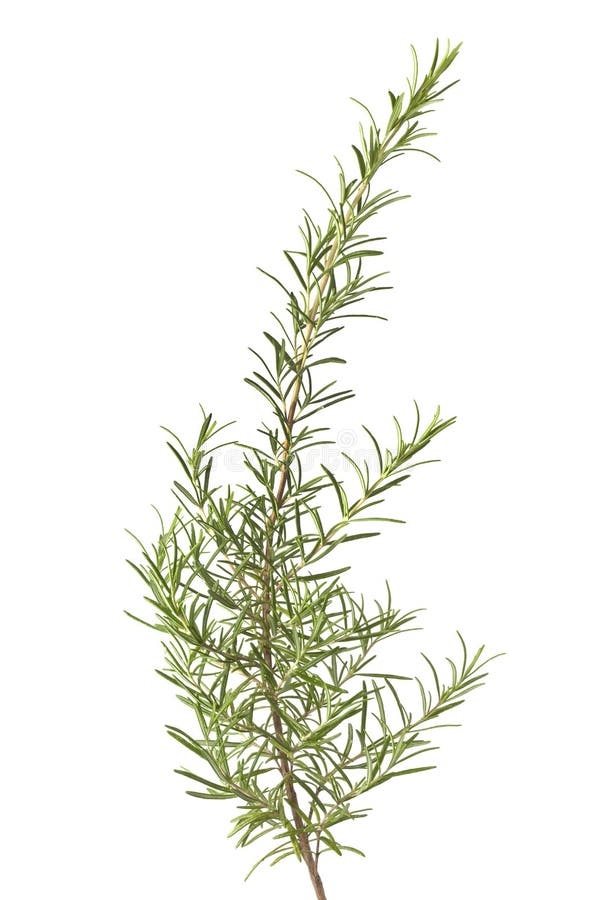 Branch of fresh rosemary on white background. Branch of fresh rosemary on white background