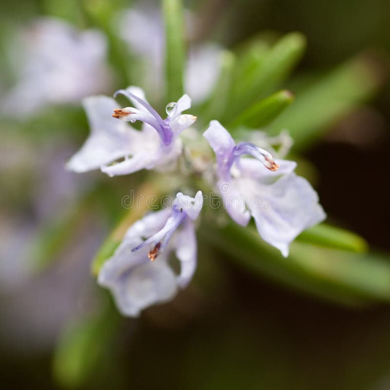 Detail of flower of rosemary - sprng. Detail of flower of rosemary - sprng